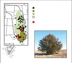 Distribution of prescribed burn associations throughout the Great Plains states**