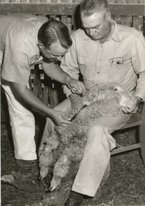 Dr. Charles "Charlie" Livingston (left), veterinarian, and Dr. Tyree Hardy, veterinarian and superintendent of the Sonora Experiment Station.