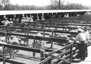 Ram Performance Test field day, early 1960's.
