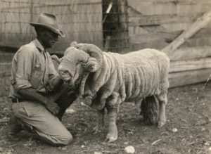 Early example of a Rambouillet ram before the Sonora ram test started. Handler is Oscar Carpenter, Experiment Station flockmaster, 1930s.
